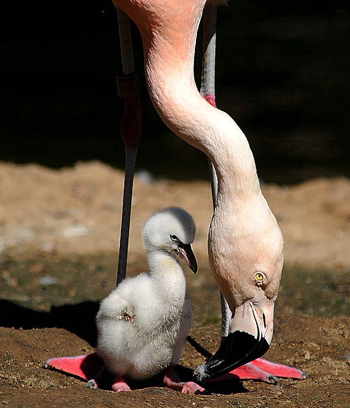 I'm OK, Mom! - ID: 11090727 © Kathy Salerni