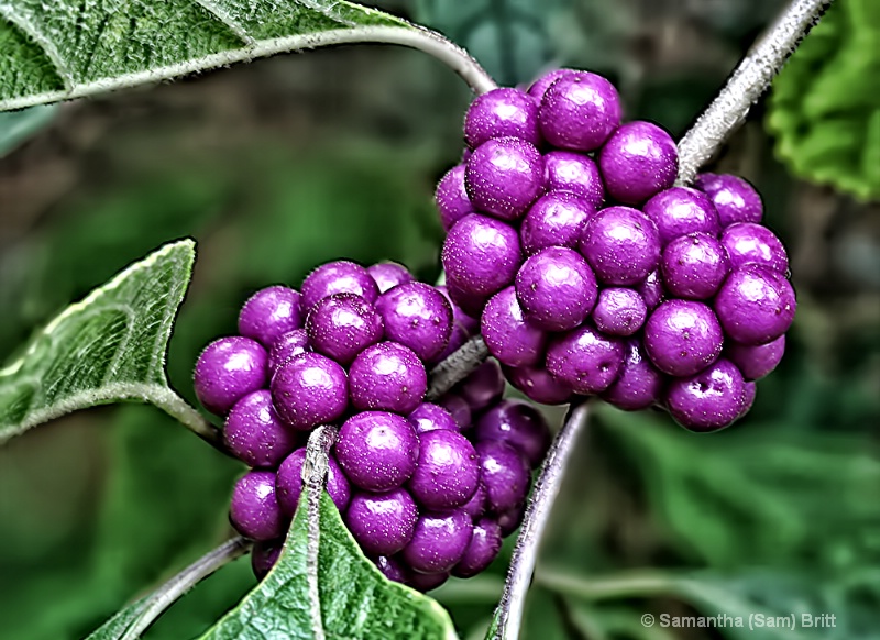 American Beauty Berries