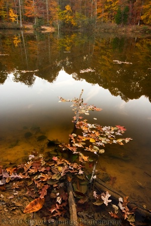 The Pond