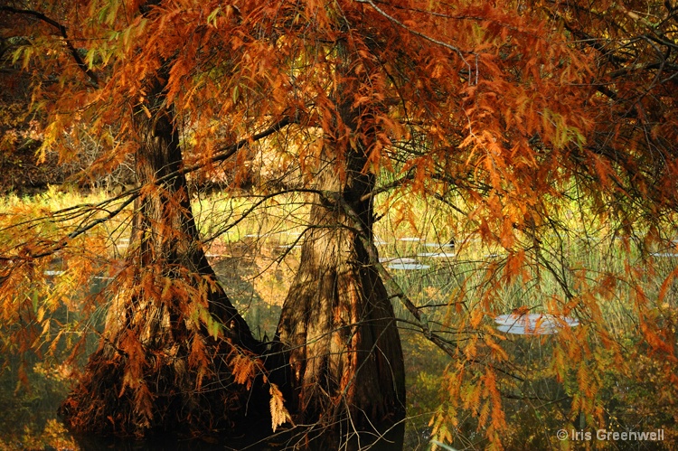 Cypress Trees in Lake Murray