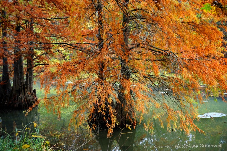 Cypress Trees in the Lake