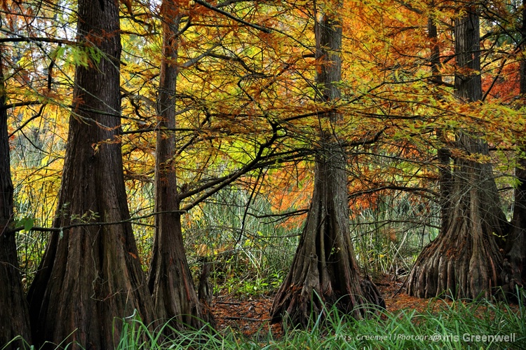 Cypress Trees In Autumn