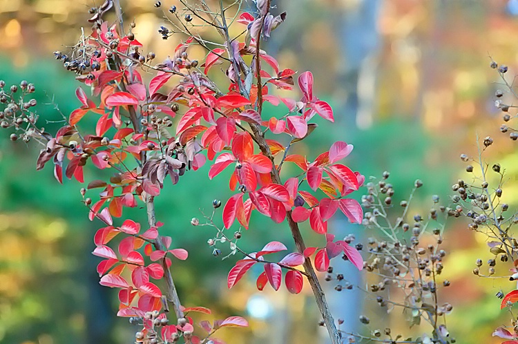 Crepe Myrtle