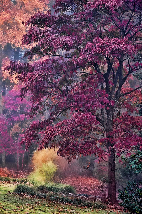 Along Laurelwood Drive