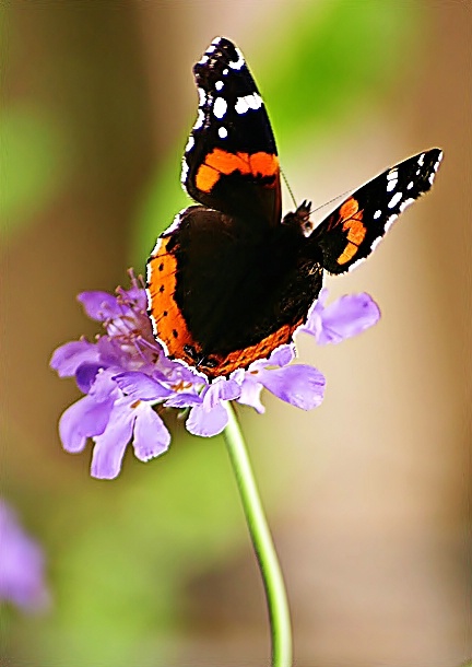 Red Admiral on Scabiosa
