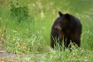 little bear