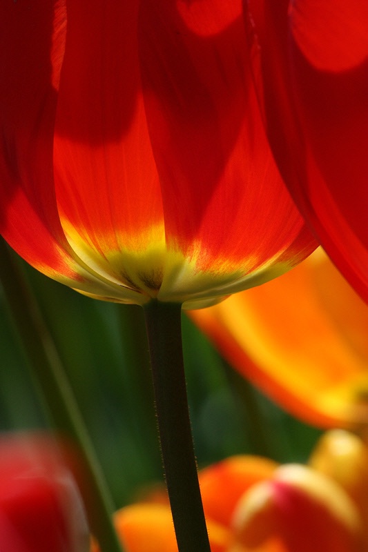 Tulips party