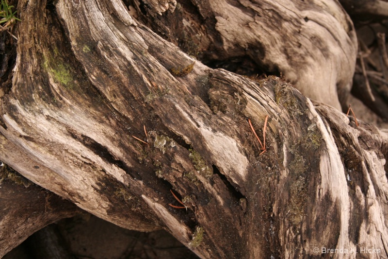 Close Up of  the Stump