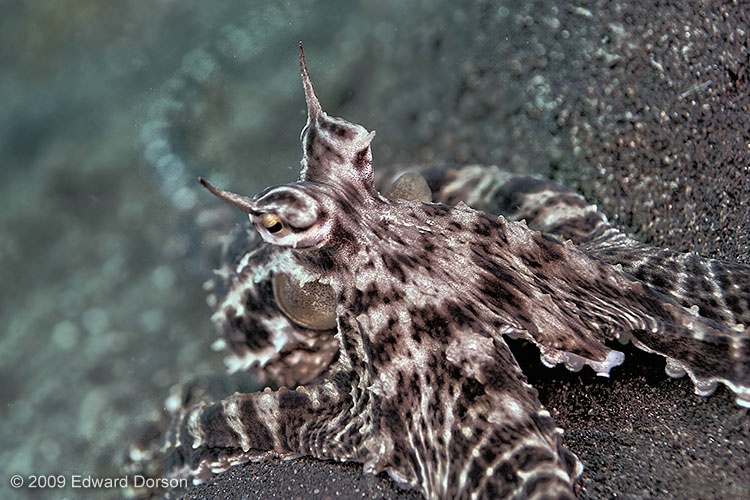 Mimic Octopus 4 - ID: 11099488 © Edward Dorson