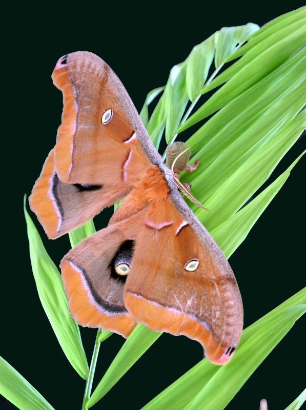 Silk Moth - Catalog #409