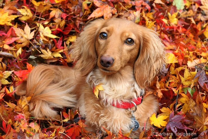 Maple leaf puppy