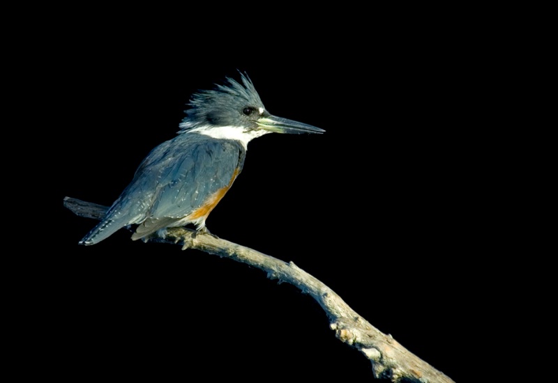 Kingfisher - ID: 11100219 © Michael Cenci