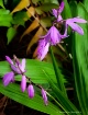 Pink Bells