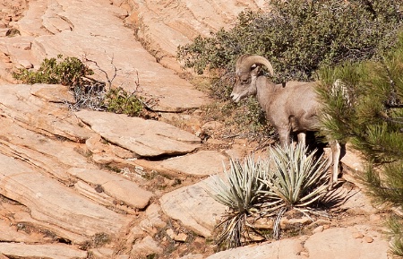ram in zion national park