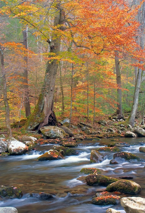 Smoky Mountains Fall 2 - ID: 11100904 © Donald R. Curry
