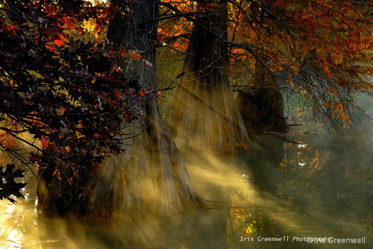 Cypress Trees in the Mist