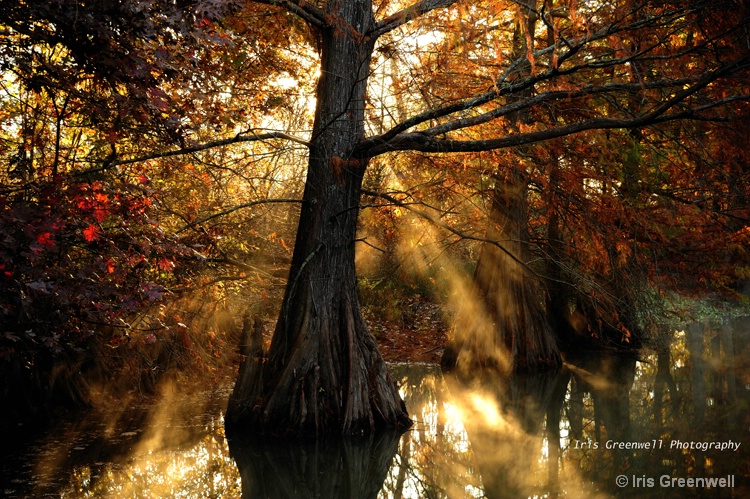 Cypress Trees in lake Murray area