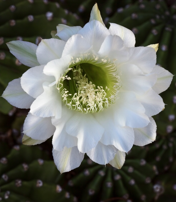 Easter Cactus - ID: 11102661 © Patricia A. Casey