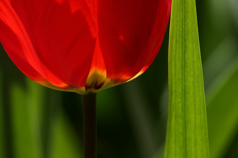 Red tulip and green leaf