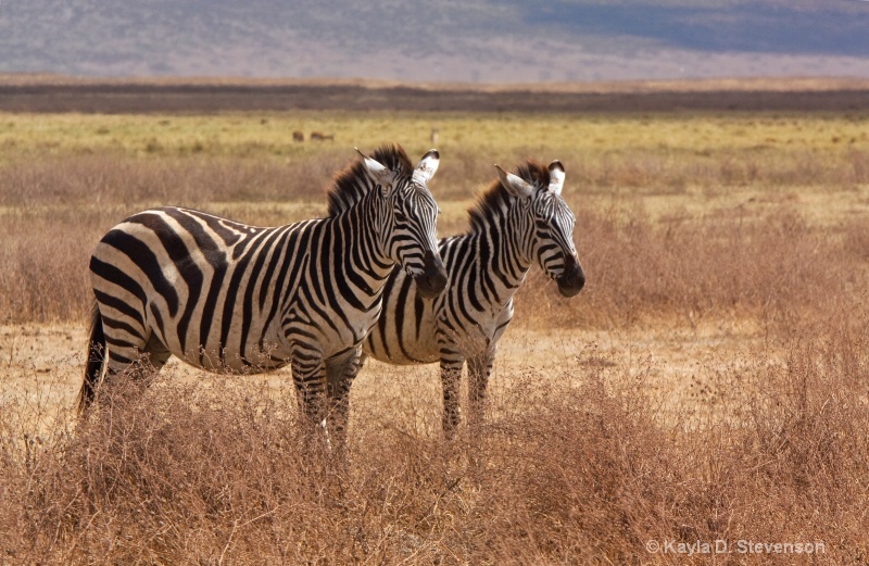 Two zebra, Ngorongoro Crater, Tanzania