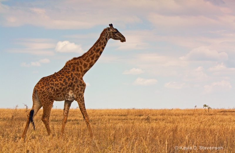 Giraffe, Serengeti Park, Tanzania