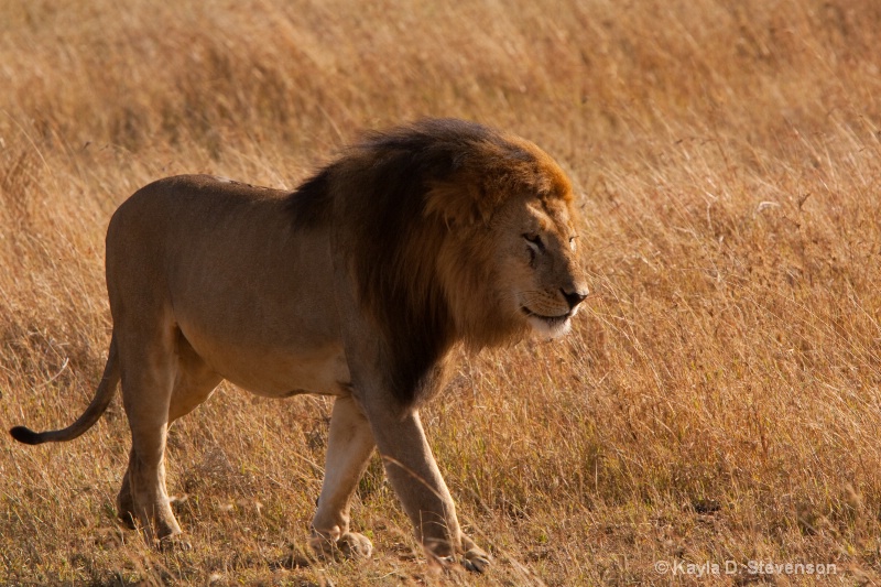 Male Lion, Serengeti Park, Tanzania