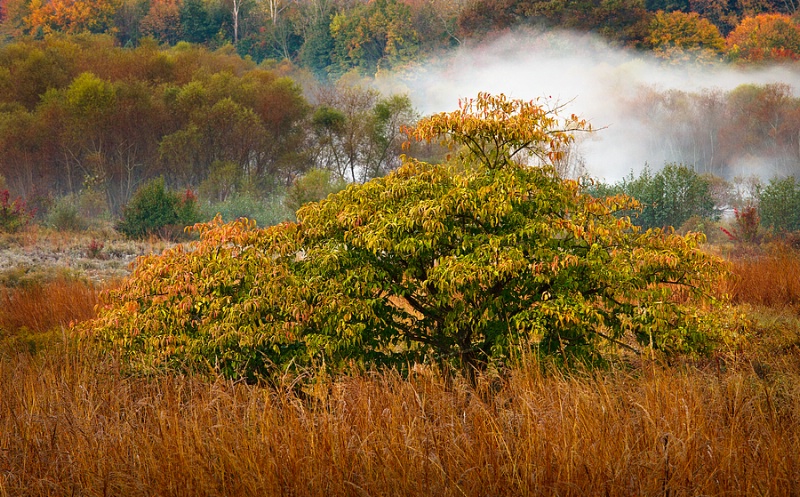Tree & Morning Fog 