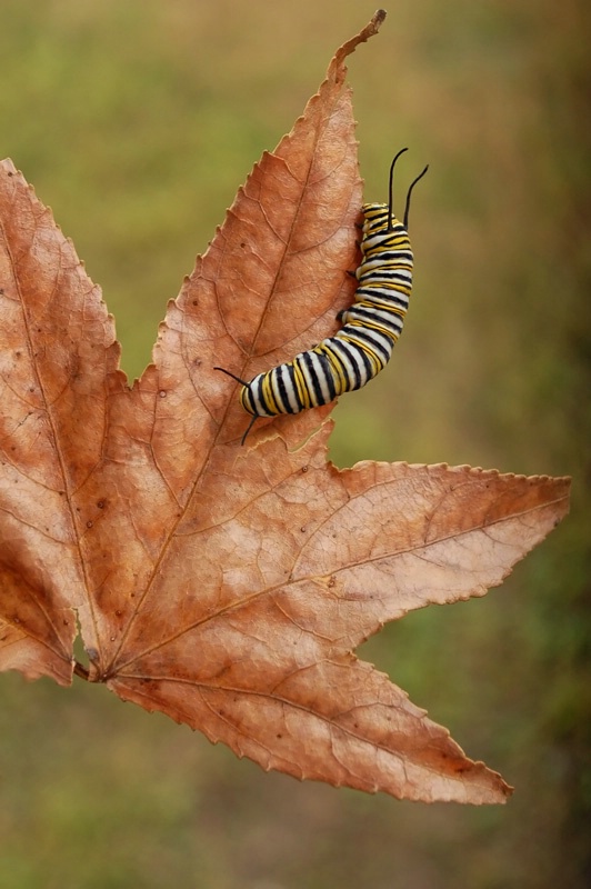 ~Autumn Caterpillar~