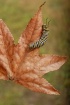 ~Autumn Caterpill...