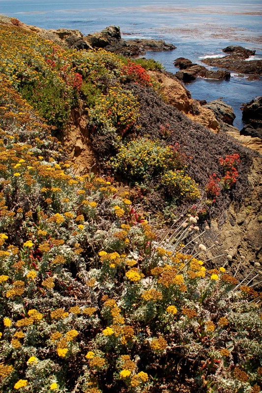 ~Big Sur~