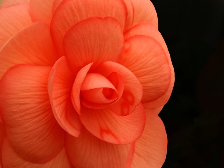 White Flower Farm's Begonia