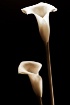 Two Callas
