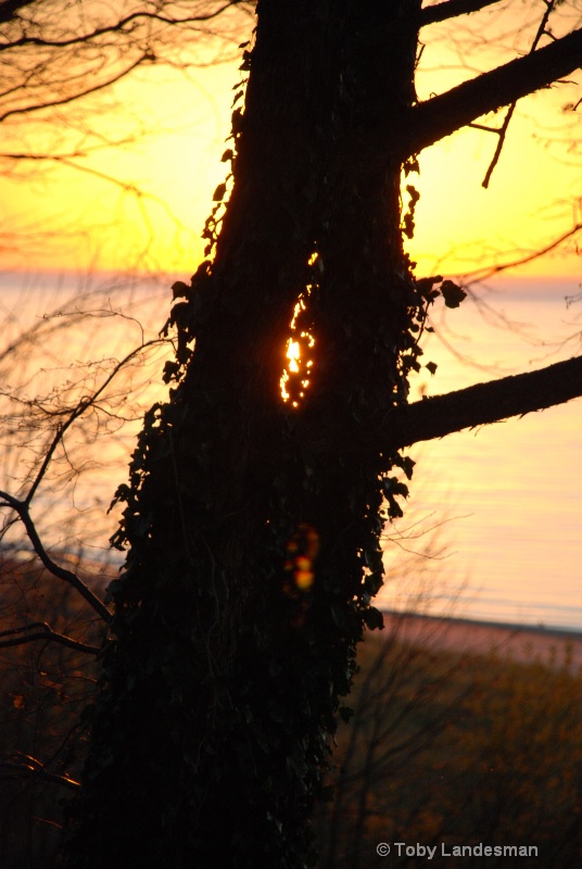 Sunset Tree - ID: 11109122 © Toby Landesman