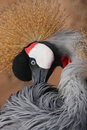 African-Crowned Crane Portrait (C)