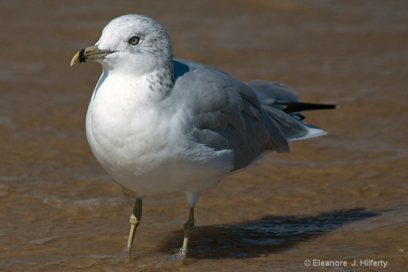 Ring Bill Gull 2 - ID: 11112280 © Eleanore J. Hilferty