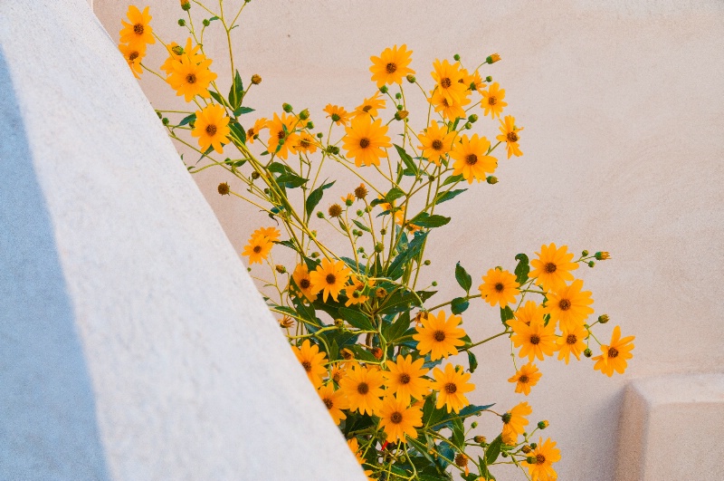 Yellow Bouquet - ID: 11114567 © Stanley Singer