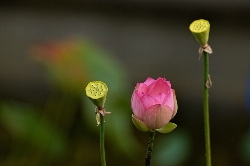 Water Lily