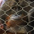 2Don't Fence Me In - ID: 11117198 © Kathy Salerni