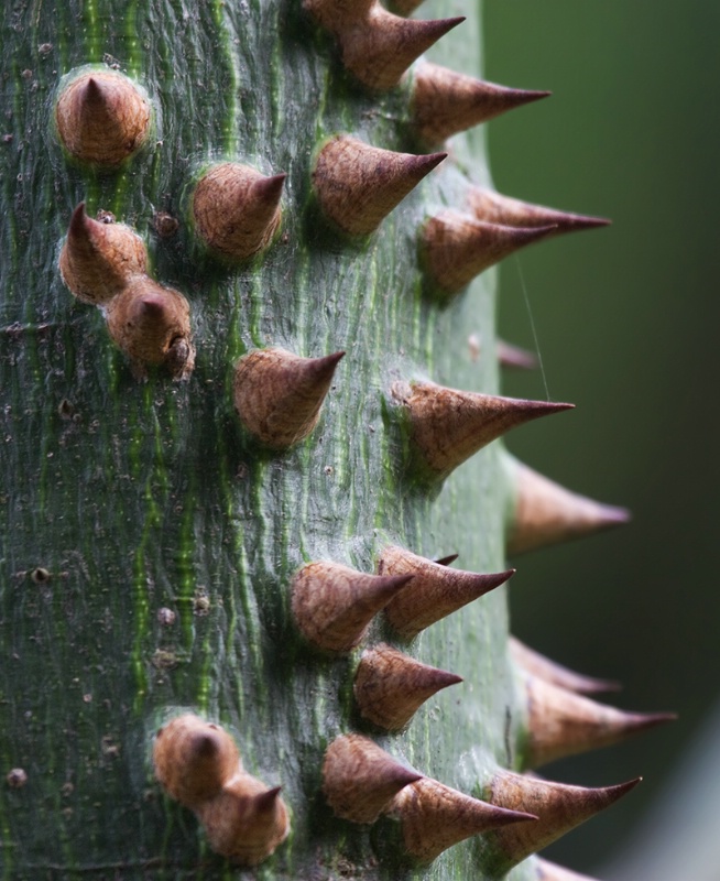 Pencil Tree