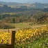 © cari martin PhotoID# 11118954: autumn vineyard hillside
