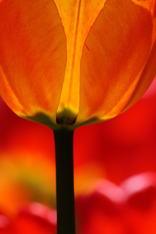 Burning tulip