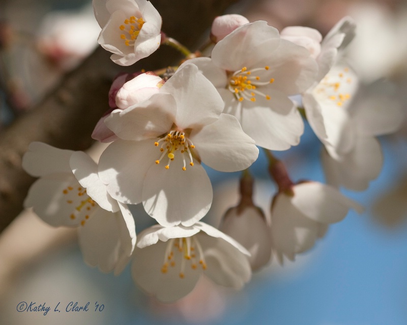 Cheery Cherry Blossoms