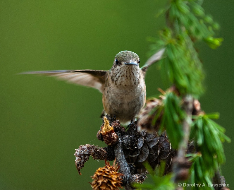 Calliope Female Hummer Natural Light