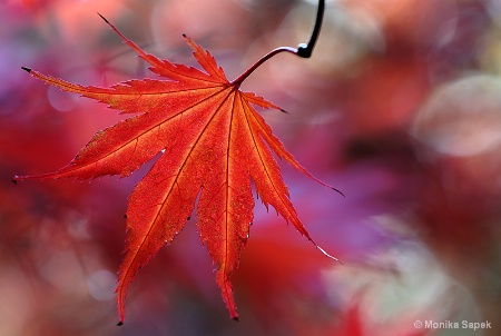 Red Maple