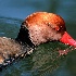 2Red Crested Pochard - ID: 11125323 © Kathy Salerni