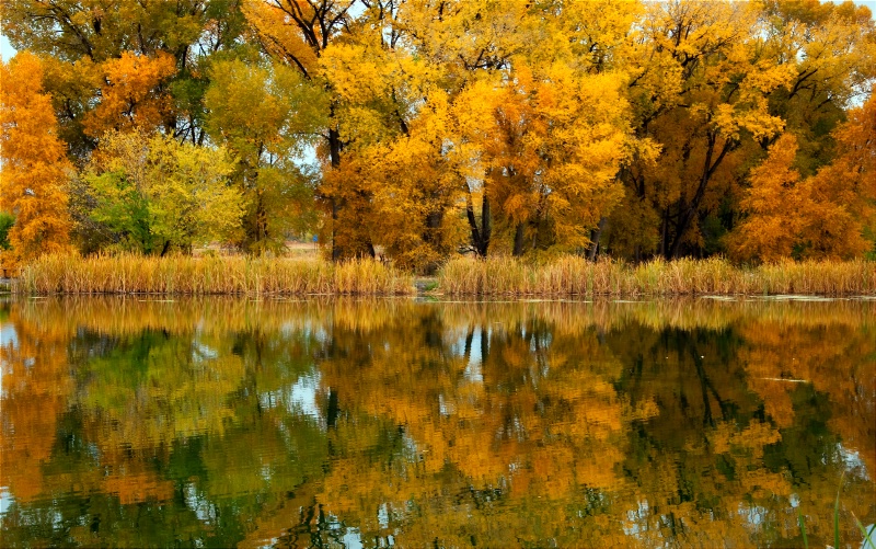 Tales of the Cottonwood