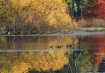 Autumn Reflection