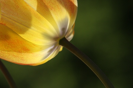 Lantern tulip