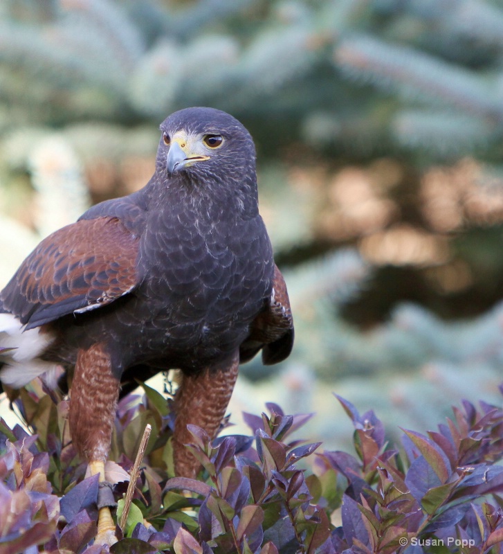 In the bush - ID: 11128651 © Susan Popp