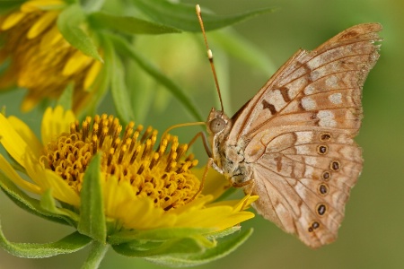 Tawny Emperor